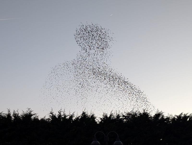 is it a bird small