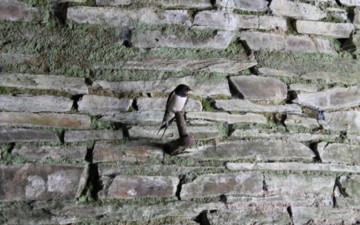 Swallow perching on a wall Swallow perching on a wall