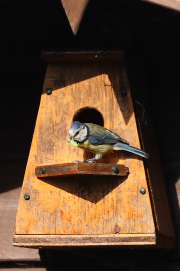 Photo of a blue tit visiting a bird box