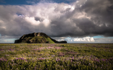 Purple flowers against a grassy mound Purple flowers against a grassy mound