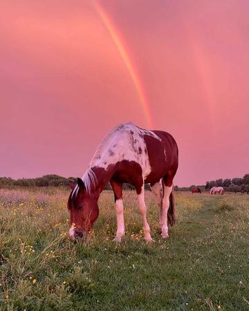 A horse in a meadow with red sky and double rainbow.