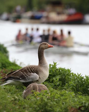Two geese by the river with a rowing team in the background.