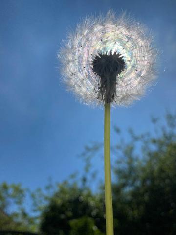 A dandelion with the sun glowing behind it in rainbow colours.