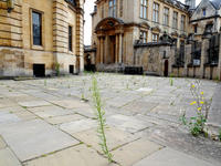 Image of path outside Sheldonian Theatre, weeds are growing through the pavement.