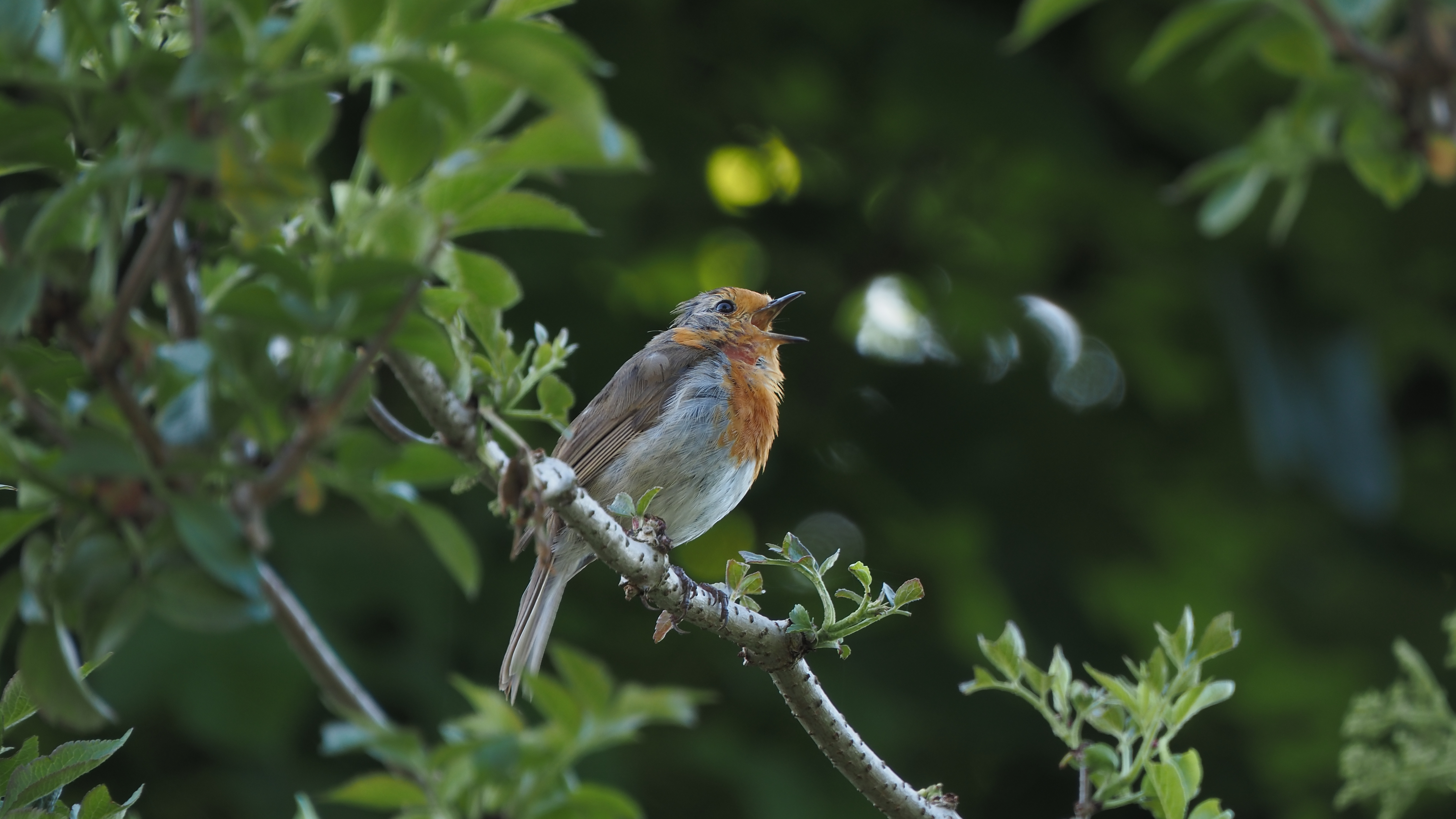 Photo of a robin on a branch