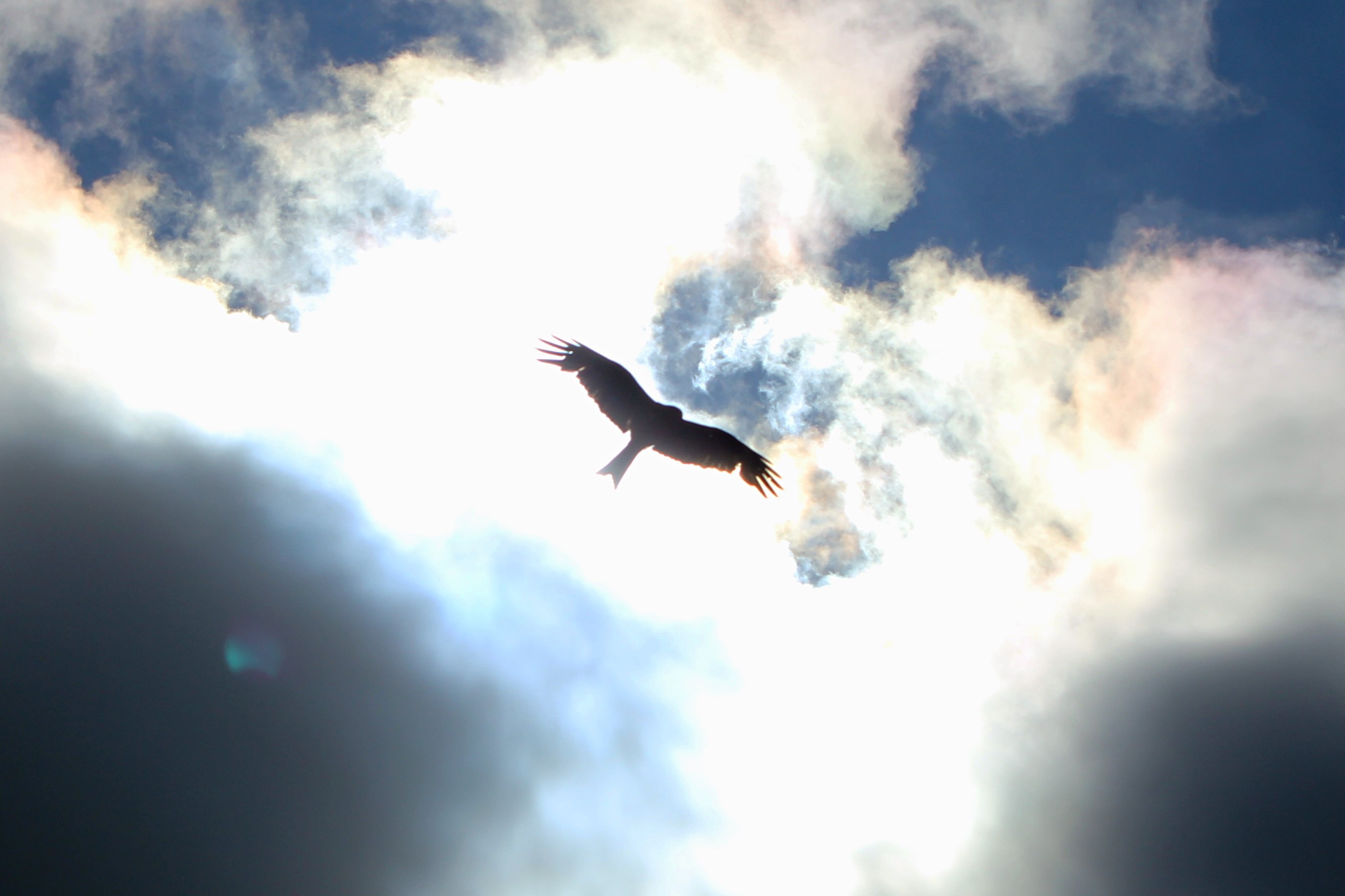 Photo of a bird of prey in flight