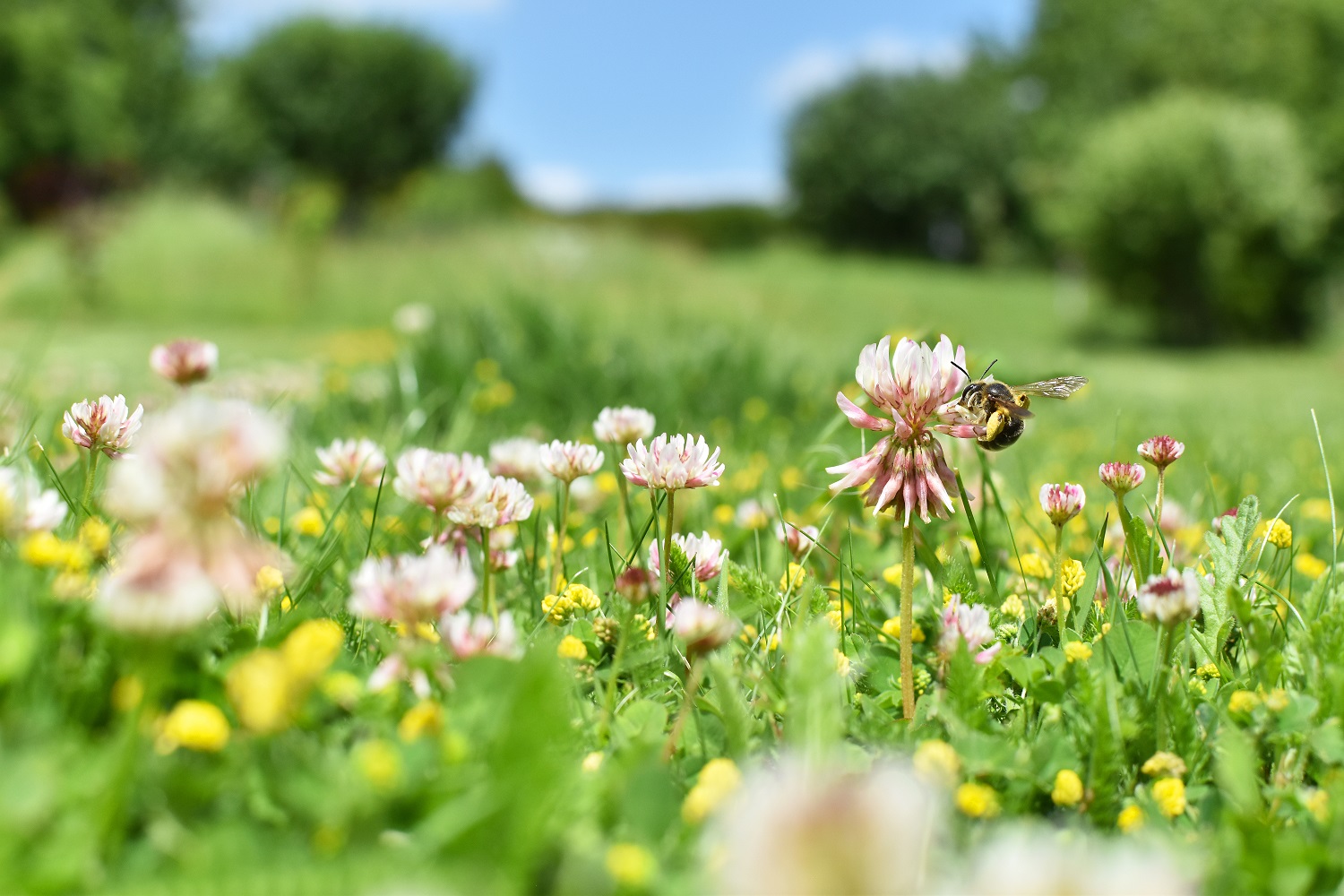 Photo of a bee on a flower in a field