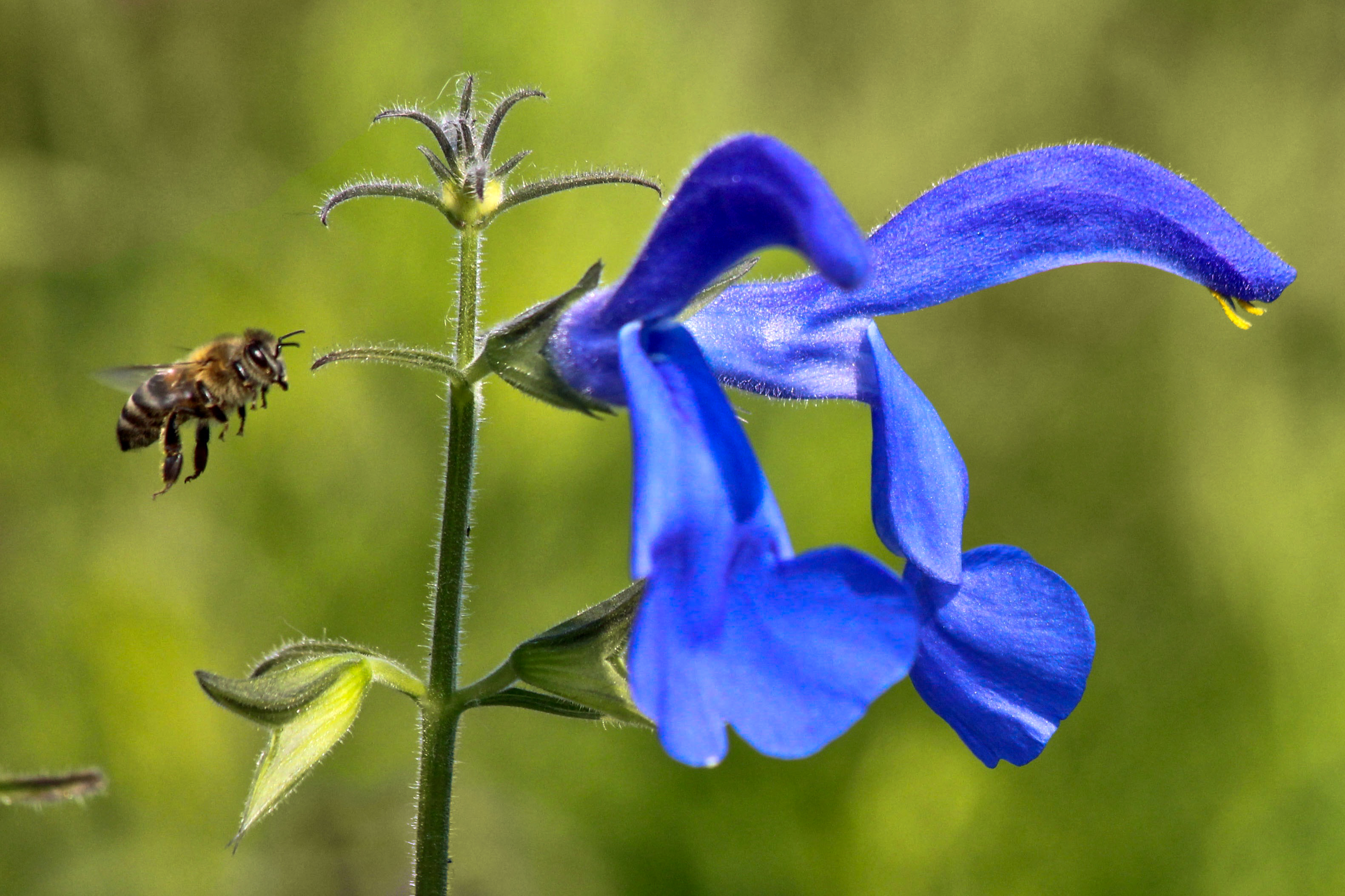 Close up photo of a bee flying towards a blue flower