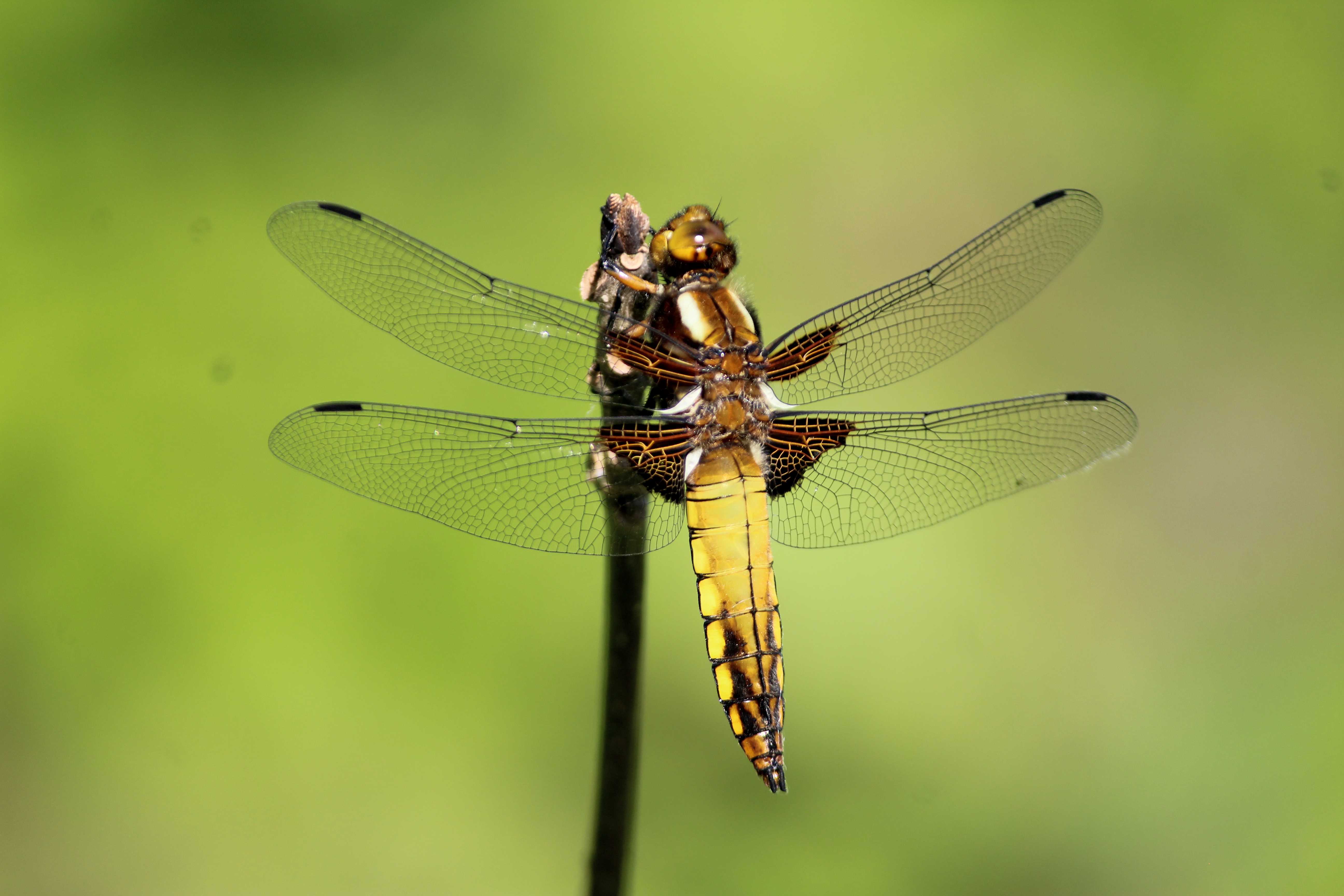 A close-up photo if a dragonfly against green background.